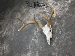 Whitetail european taxidermy skull for sale SKU 2152 - Image 3