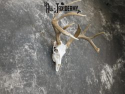 Whitetail european taxidermy skull for sale SKU 2152 - Image 2