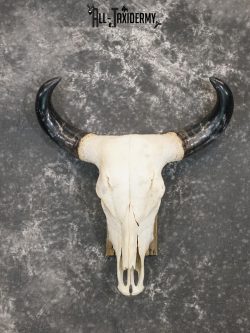 Brahma Bull european taxidermy skull for sale SKU 2158