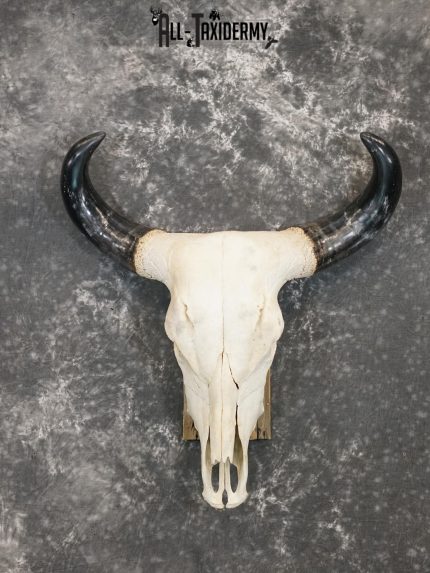 Brahma Bull european taxidermy skull for sale SKU 2158