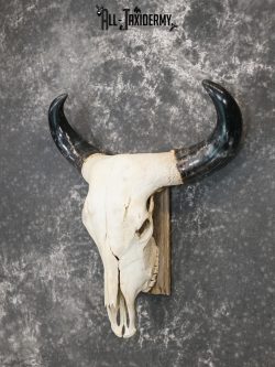 Brahma Bull european taxidermy skull for sale SKU 2158 - Image 5