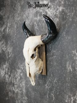Brahma Bull european taxidermy skull for sale SKU 2158 - Image 4