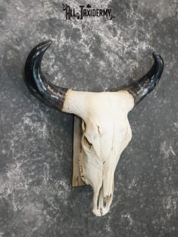 Brahma Bull european taxidermy skull for sale SKU 2158 - Image 3