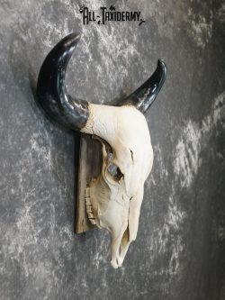 Brahma Bull european taxidermy skull for sale SKU 2158 - Image 2