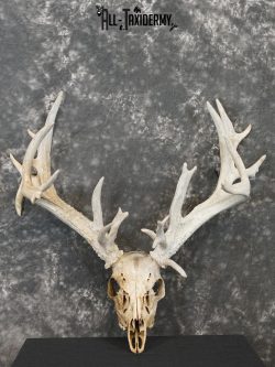 Whitetail european taxidermy skull for sale SKU 2153