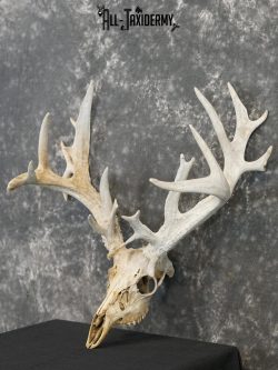 Whitetail european taxidermy skull for sale SKU 2153 - Image 7