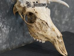 Whitetail european taxidermy skull for sale SKU 2153 - Image 3
