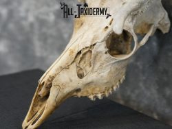 Whitetail european taxidermy skull for sale SKU 2153 - Image 2