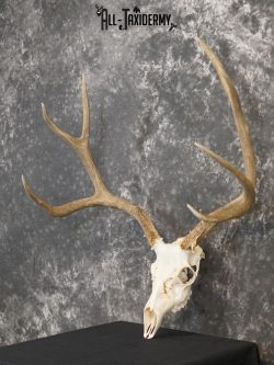 5x6 Mule deer european taxidermy skull for sale SKU 2170 - Image 7
