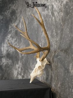 5x6 Mule deer european taxidermy skull for sale SKU 2170 - Image 6