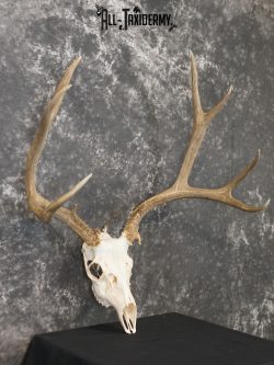 5x6 Mule deer european taxidermy skull for sale SKU 2170 - Image 5