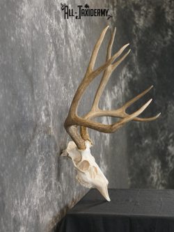 5x6 Mule deer european taxidermy skull for sale SKU 2170 - Image 4