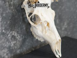 5x6 Mule deer european taxidermy skull for sale SKU 2170 - Image 3