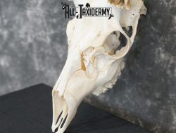 5x6 Mule deer european taxidermy skull for sale SKU 2170 - Image 2