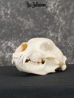 Black bear european taxidermy skull for sale SKU 2167