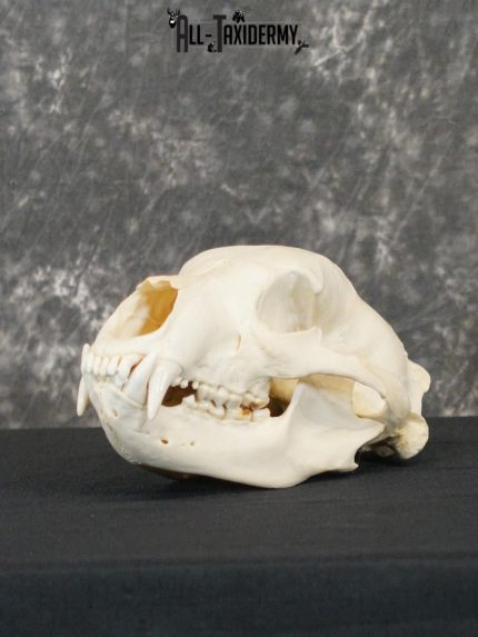 Black bear european taxidermy skull for sale SKU 2167