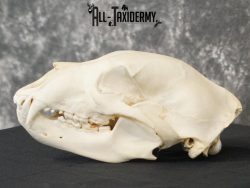 Black bear european taxidermy skull for sale SKU 2167 - Image 6