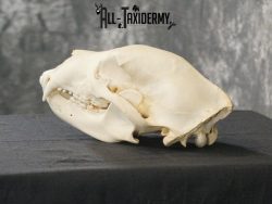 Black bear european taxidermy skull for sale SKU 2167 - Image 5