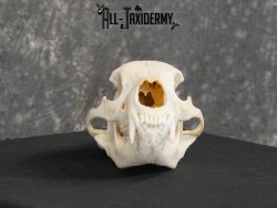 Black bear european taxidermy skull for sale SKU 2167 - Image 4