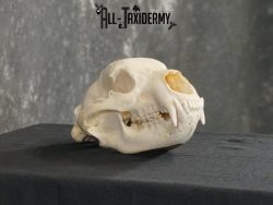 Black bear european taxidermy skull for sale SKU 2167 - Image 3