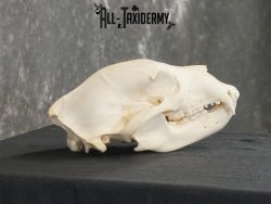 Black bear european taxidermy skull for sale SKU 2167 - Image 2