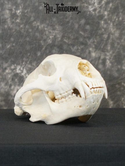 Black bear european SCI BRONZE taxidermy skull for sale SKU 2168