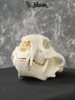 Black bear european SCI BRONZE taxidermy skull for sale SKU 2168 - Image 8