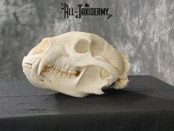 Black bear european SCI BRONZE taxidermy skull for sale SKU 2168 - Image 7