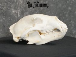 Black bear european SCI BRONZE taxidermy skull for sale SKU 2168 - Image 6