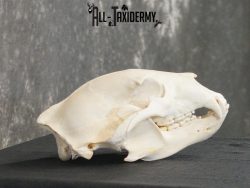Black bear european SCI BRONZE taxidermy skull for sale SKU 2168 - Image 5