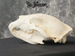 Black bear european SCI BRONZE taxidermy skull for sale SKU 2168 - Image 4