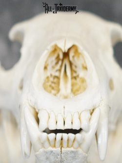 Black bear european SCI BRONZE taxidermy skull for sale SKU 2168 - Image 3