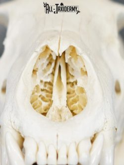 Black bear european SCI BRONZE taxidermy skull for sale SKU 2168 - Image 2