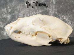Black bear european SCI BRONZE taxidermy skull for sale SKU 2169 - Image 6