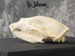 Black bear european SCI BRONZE taxidermy skull for sale SKU 2169 - Image 5