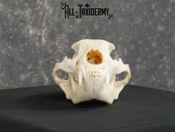 Black bear european SCI BRONZE taxidermy skull for sale SKU 2169 - Image 4