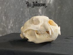 Black bear european SCI BRONZE taxidermy skull for sale SKU 2169 - Image 3