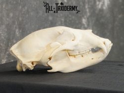 Black bear european SCI BRONZE taxidermy skull for sale SKU 2169 - Image 2