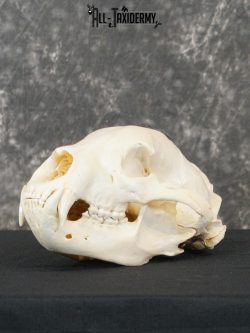 Black bear european SCI SILVER taxidermy skull for sale SKU 2154