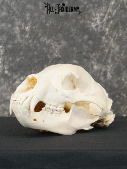 Black bear european SCI SILVER taxidermy skull for sale SKU 2154