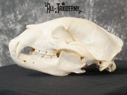 Black bear european SCI SILVER taxidermy skull for sale SKU 2154 - Image 7