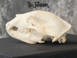Black bear european SCI SILVER taxidermy skull for sale SKU 2154 - Image 6