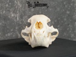 Black bear european SCI SILVER taxidermy skull for sale SKU 2154 - Image 5
