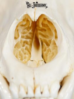 Black bear european SCI SILVER taxidermy skull for sale SKU 2154 - Image 2