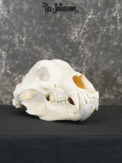 Alaskan Kodiak bear taxidermy skull for sale SKU 2198