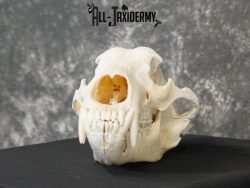 Alaskan Kodiak bear taxidermy skull for sale SKU 2198 - Image 6