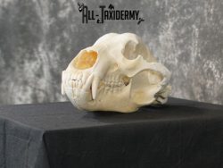 Alaskan Kodiak bear taxidermy skull for sale SKU 2198 - Image 5