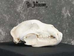 Alaskan Kodiak bear taxidermy skull for sale SKU 2198 - Image 4