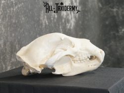 Alaskan Kodiak bear taxidermy skull for sale SKU 2198 - Image 3