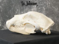 Alaskan Kodiak bear taxidermy skull for sale SKU 2198 - Image 2